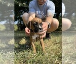 Small Photo #21 Boxer Puppy For Sale in SCOBEY, MS, USA