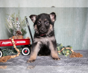 Medium German Shepherd Dog