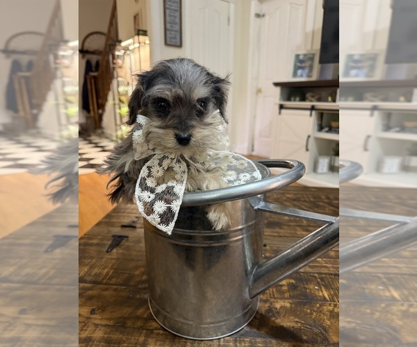 Medium Photo #7 Schnoodle (Miniature) Puppy For Sale in DINWIDDIE, VA, USA