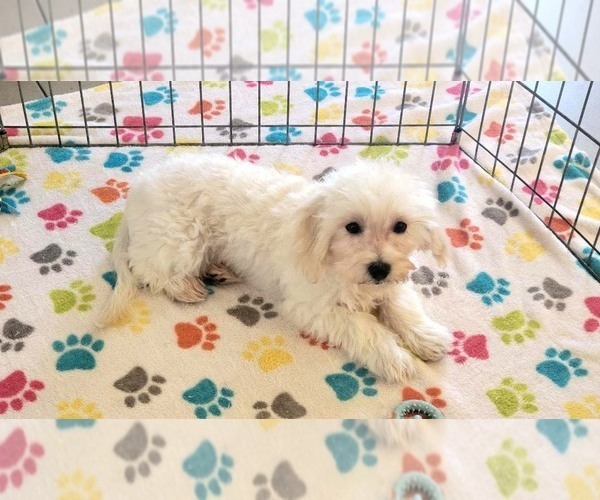 Medium Photo #10 Maltipoo (Toy) Puppy For Sale in ORO VALLEY, AZ, USA