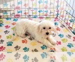 Small #9 Maltipoo (Toy)