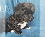 Small Photo #23 Morkie Puppy For Sale in HOLLAND, MI, USA