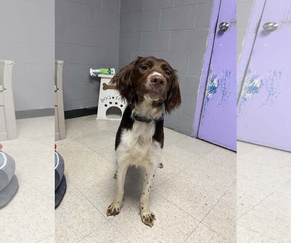 Medium Photo #8 Brittany Puppy For Sale in Curwensville, PA, USA