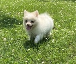 Small #6 Pomeranian