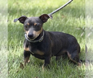 MR. GREY - Male Chihuahua Dog for Adoption - Photo #2