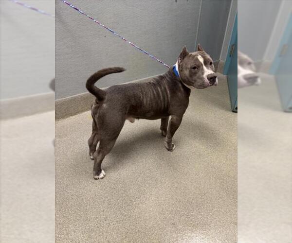 Medium Photo #1 American Bulldog-Unknown Mix Puppy For Sale in Las Vegas, NV, USA