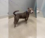 Small American Bulldog Mix