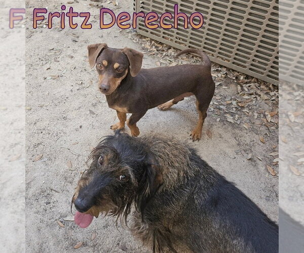 Medium Photo #9 Dachshund Puppy For Sale in San Antonio, TX, USA