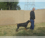 Small #19 Doberman Pinscher