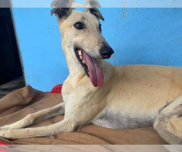 Medium Photo #4 Greyhound Puppy For Sale in Cherry Hill, NJ, USA