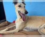 Small #3 Greyhound