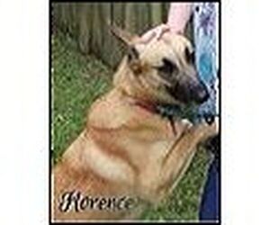 German Shepherd Dog Dogs for adoption in LOGANVILLE, GA, USA