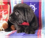 Small Photo #4 Cane Corso-Labradoodle Mix Puppy For Sale in CLAY, PA, USA