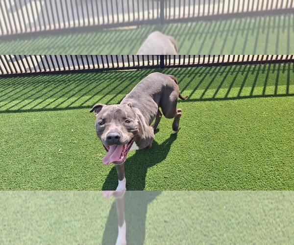 Medium Photo #15 American Staffordshire Terrier-Bulldog Mix Puppy For Sale in Rockwall, TX, USA