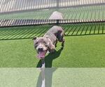 Small #14 American Staffordshire Terrier-Bulldog Mix