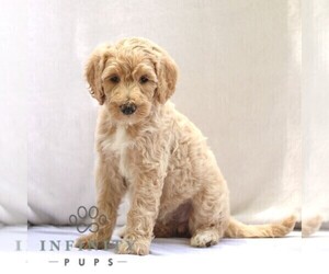 Goldendoodle Puppy for sale in RONKS, PA, USA