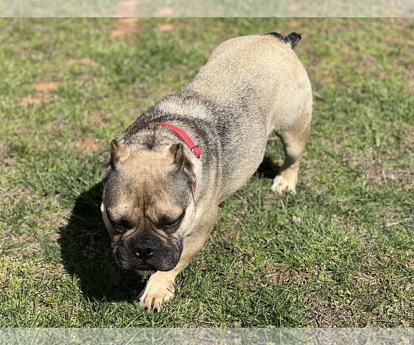 Medium Photo #4 American Bulldog Puppy For Sale in Lakemont, GA, USA