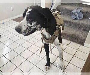Great Dane Dogs for adoption in Houston, TX, USA