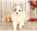 Small #2 Pomeranian