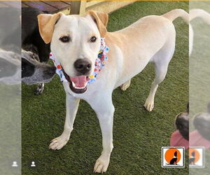 Labrador Retriever-Unknown Mix Dogs for adoption in The Woodlands, TX, USA