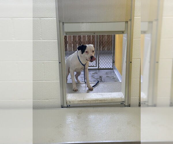 Medium Photo #1 Mutt Puppy For Sale in Temple, TX, USA