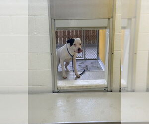 Mutt Dogs for adoption in Temple, TX, USA