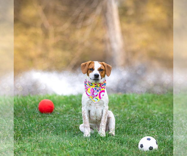 Medium Photo #9 Mutt Puppy For Sale in Unionville, PA, USA