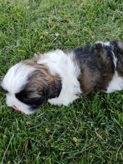 Shih Tzu Puppy for sale in EL RENO, OK, USA