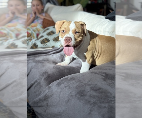 Medium Photo #2 American Bully Puppy For Sale in GILBERT, AZ, USA
