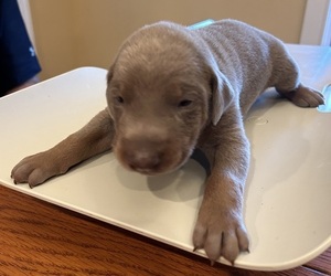 Doberman Pinscher Puppy for sale in PECK, KS, USA