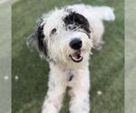 Small Goldendoodle (Miniature)