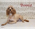 Small Photo #1 Cavapoo Puppy For Sale in DENVER, PA, USA