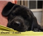 Small Photo #23 Labrador Retriever Puppy For Sale in POCAHONTAS, IL, USA