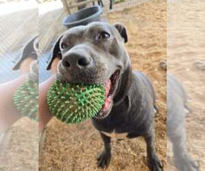 Bull Terrier-Unknown Mix Dogs for adoption in Escondido, CA, USA
