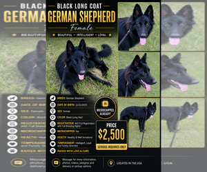 German Shepherd Dog Puppy for sale in WEBSTER, FL, USA