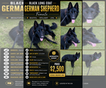 Small German Shepherd Dog