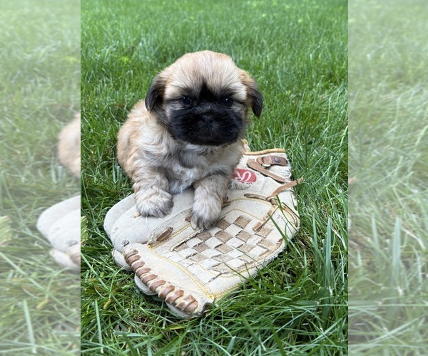 Medium Photo #3 Shih Tzu Puppy For Sale in MIDDLEBURY, IN, USA