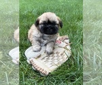 Small #2 Shih Tzu