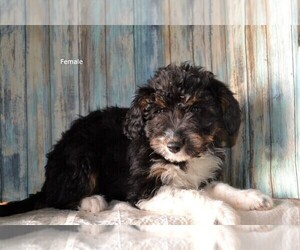 Aussiedoodle Puppy for sale in NILES, MI, USA