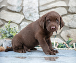 Puppy Arthur Labrador Retriever
