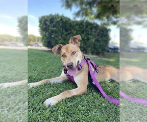 Hazel - Female Carolina Dog-Unknown Mix Dog for Adoption - Photo #4