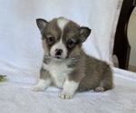 Small #2 Pembroke Welsh Corgi