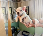 Puppy Puppy 1 Cookie French Bulldog