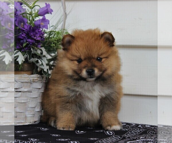 Medium Photo #2 Pomeranian Puppy For Sale in EAST EARL, PA, USA