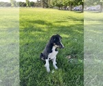 Small Photo #1 Border Collie Puppy For Sale in VALLEY, WA, USA