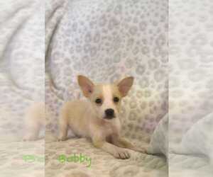 Mutt Dogs for adoption in Jacksonville, NC, USA