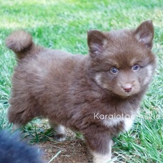 Pomsky Puppy for sale in GRASS VALLEY, CA, USA