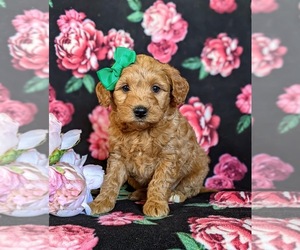 Goldendoodle Puppy for sale in OXFORD, PA, USA