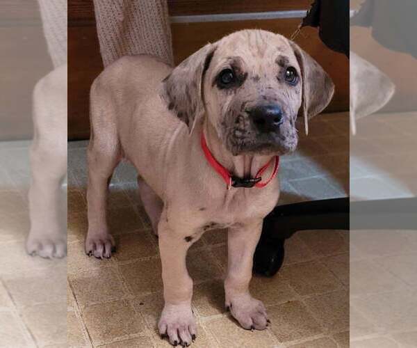 Medium Photo #3 Great Dane Puppy For Sale in FAIRMONT, MN, USA