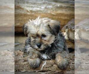 Shih Tzu Puppy for sale in CLOVER, VA, USA